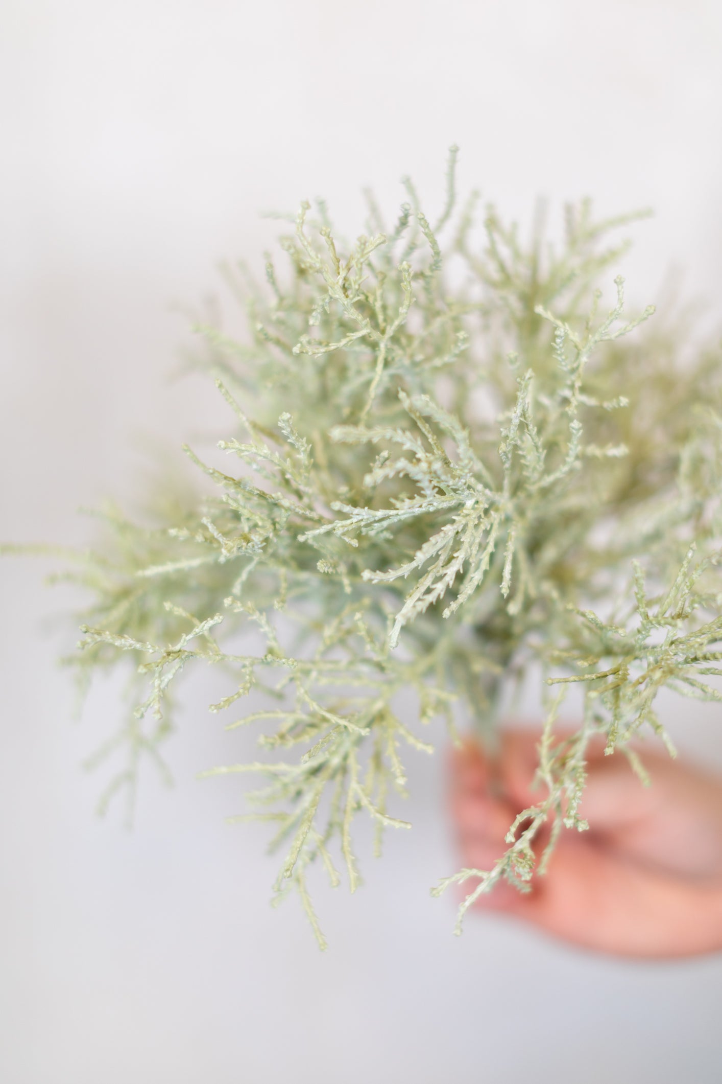 Spanish Moss Bush Green Gray Stem