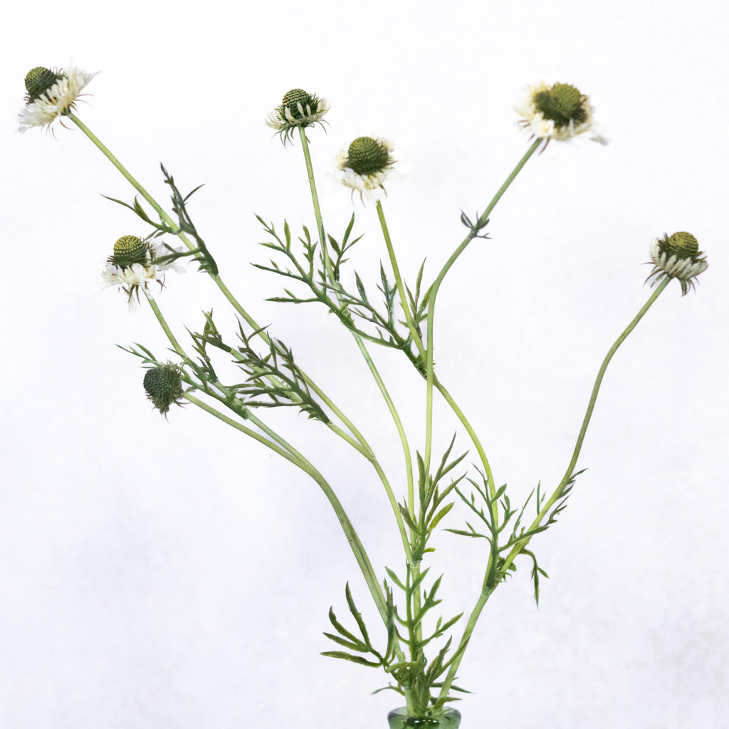 White Scabiosa Spray