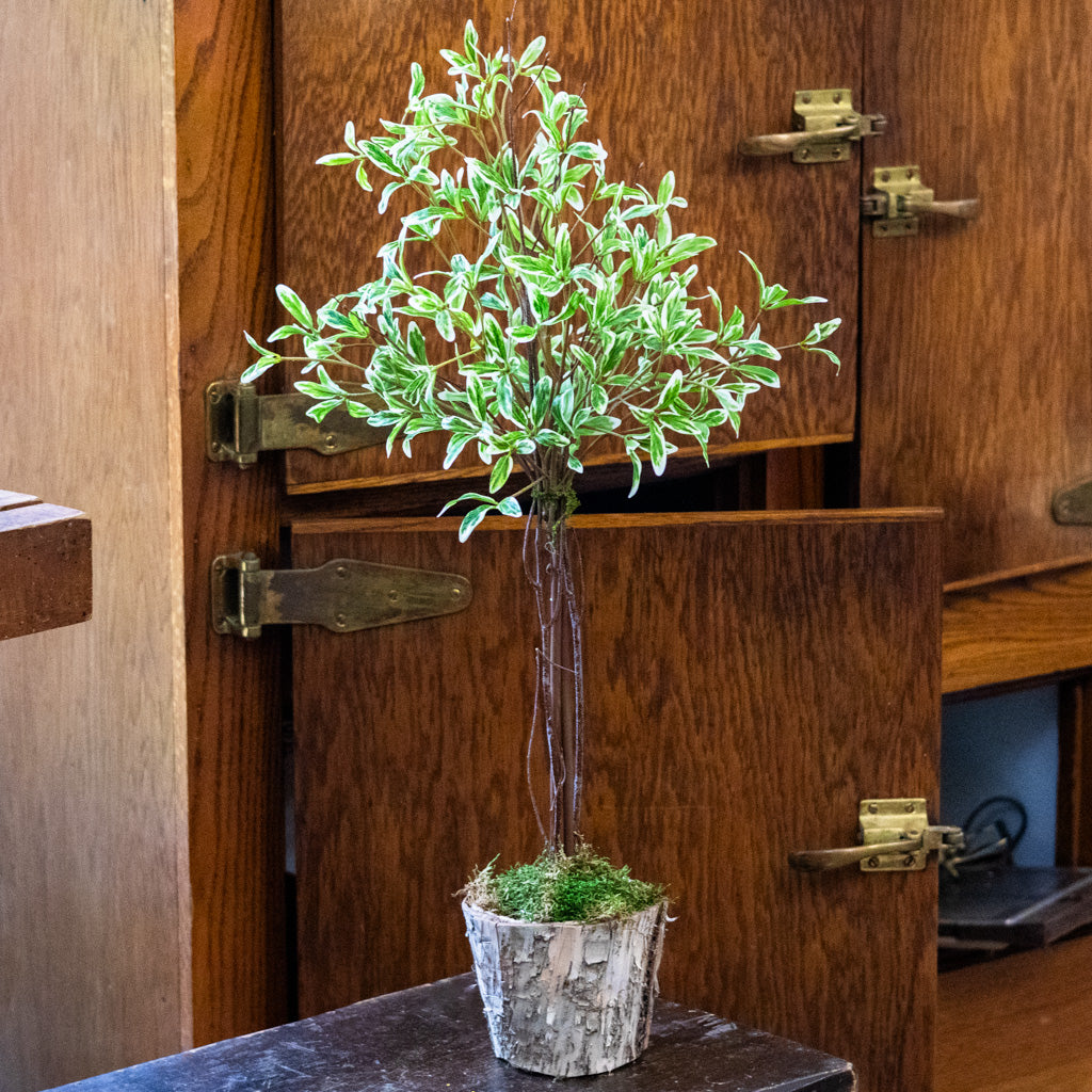 Coprosma Topiary 28"