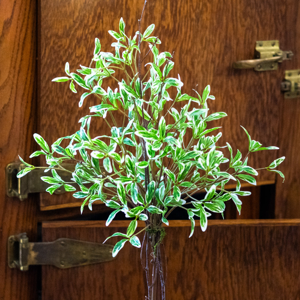 Coprosma Topiary 28"