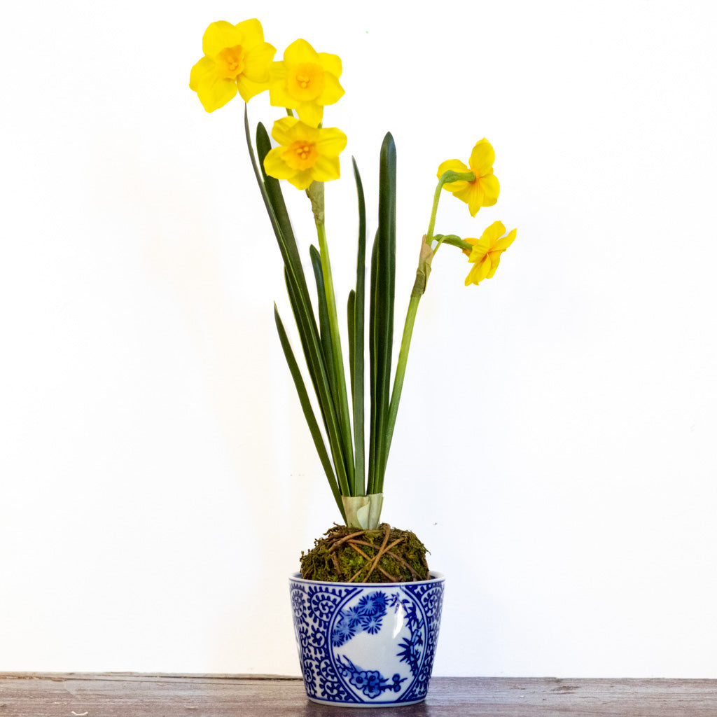 Yellow Paperwhite Daffodil Moss Ball Drop In