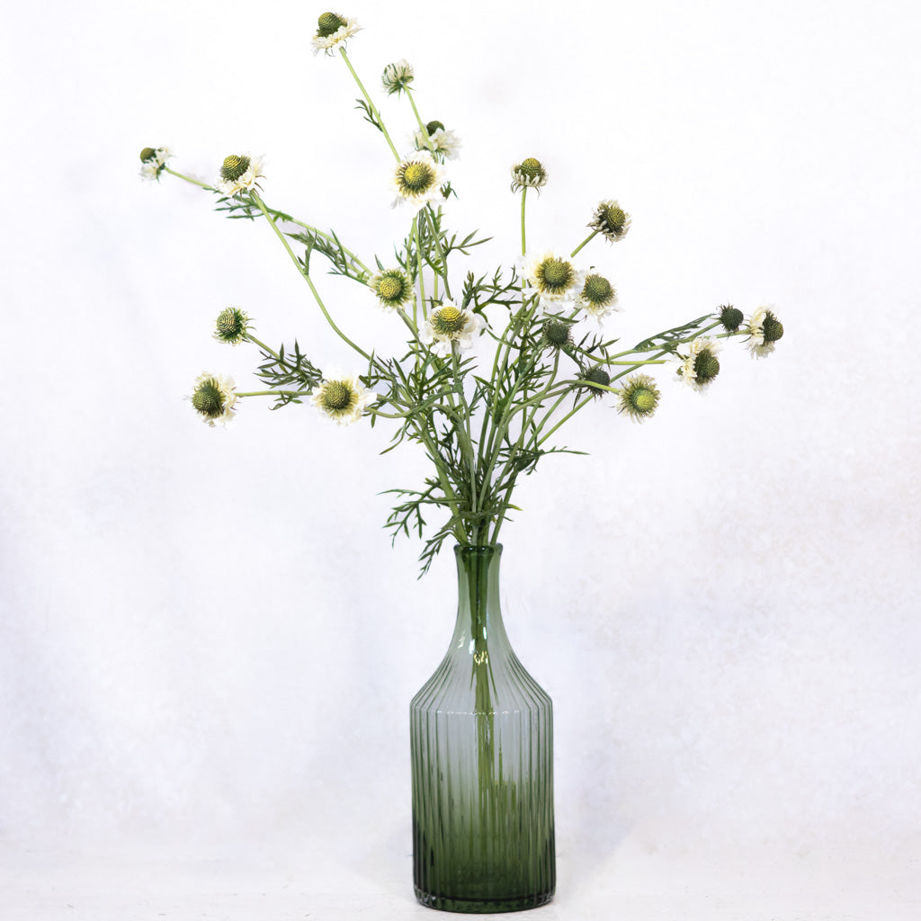 White Scabiosa Spray