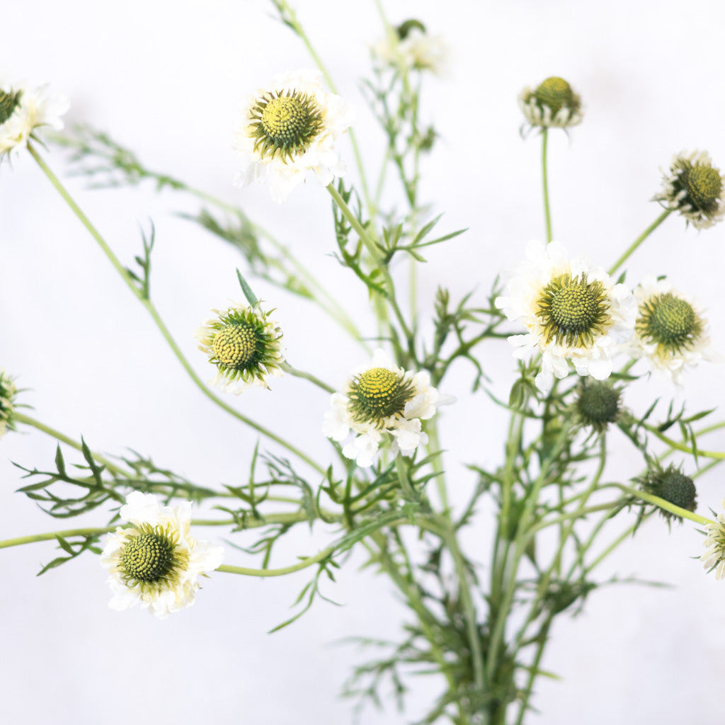 White Scabiosa Spray