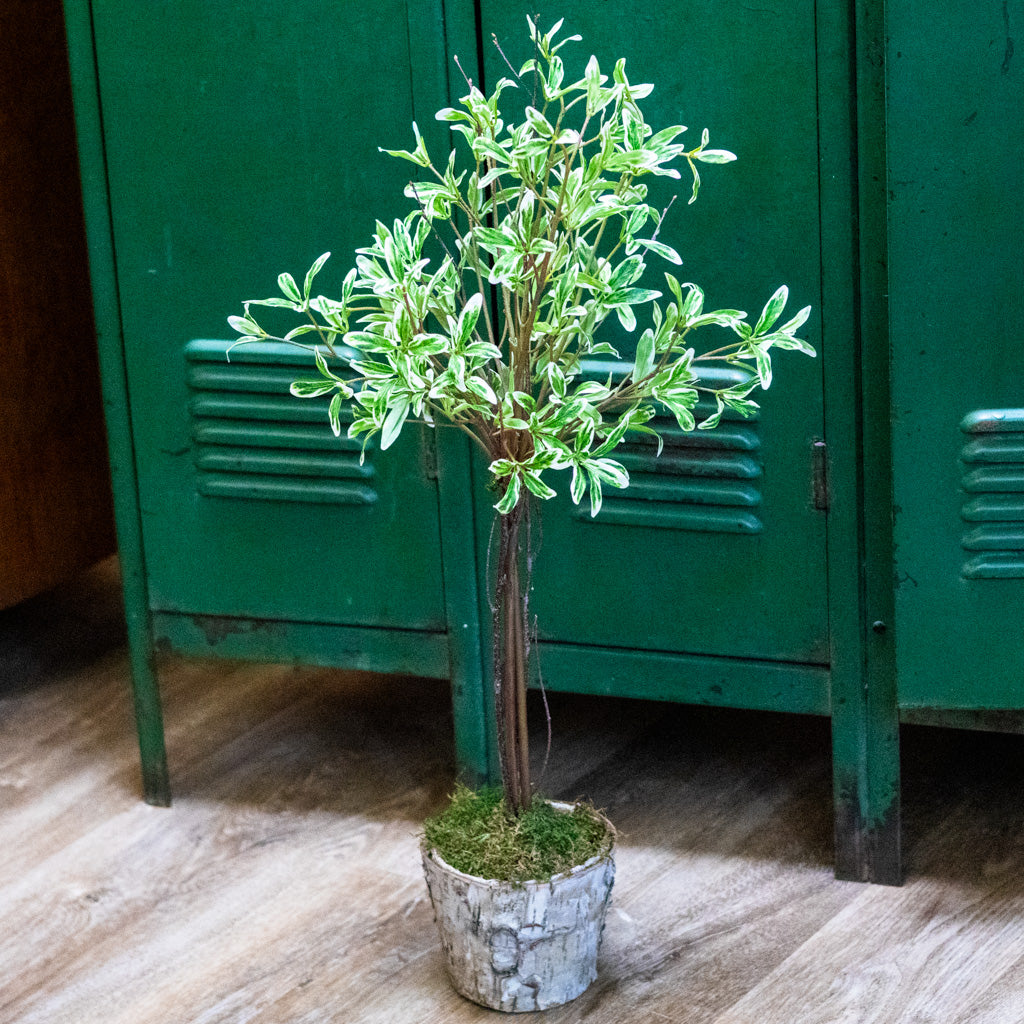 Coprosma Topiary 28"