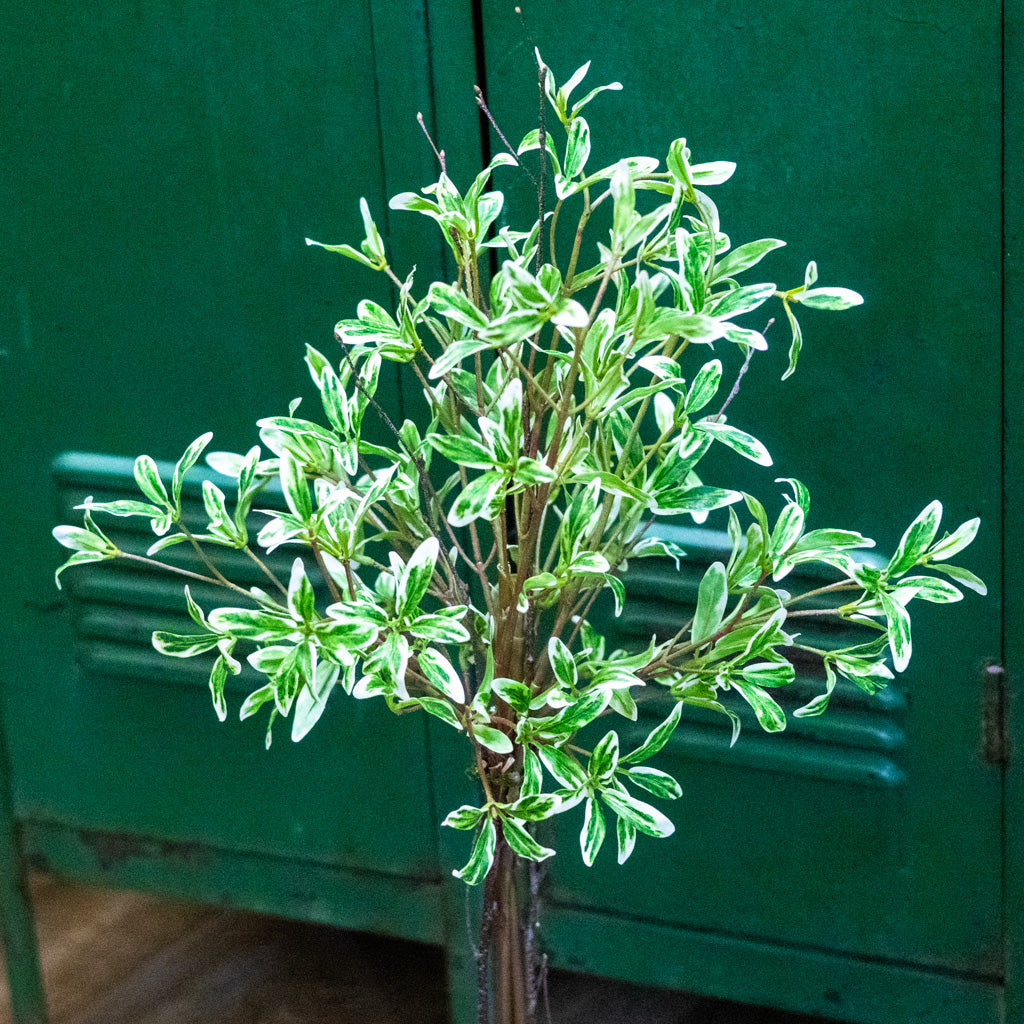 Coprosma Topiary 28"