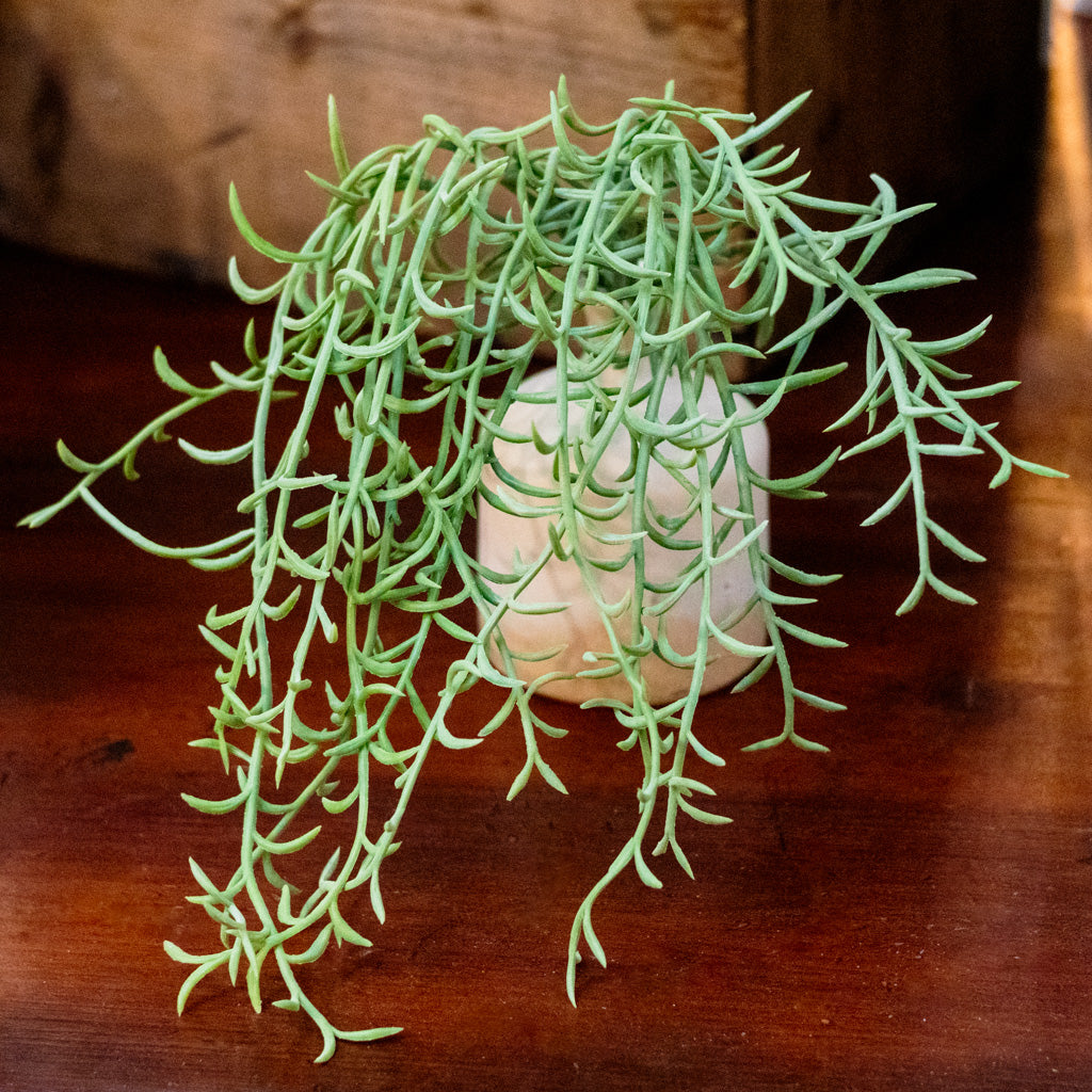 Senecio Green Hanging Bush