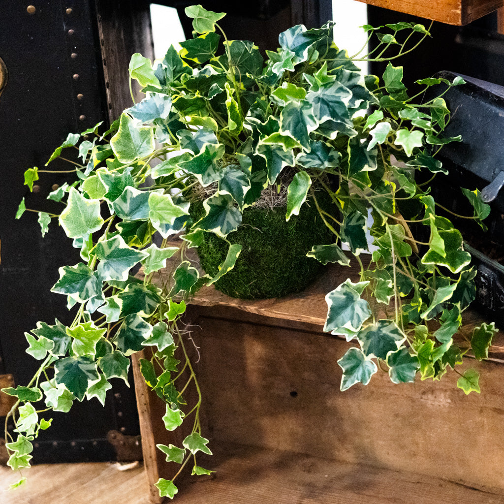 dieffenbachia and english ivy together English Ivy Variegated Double Drop In