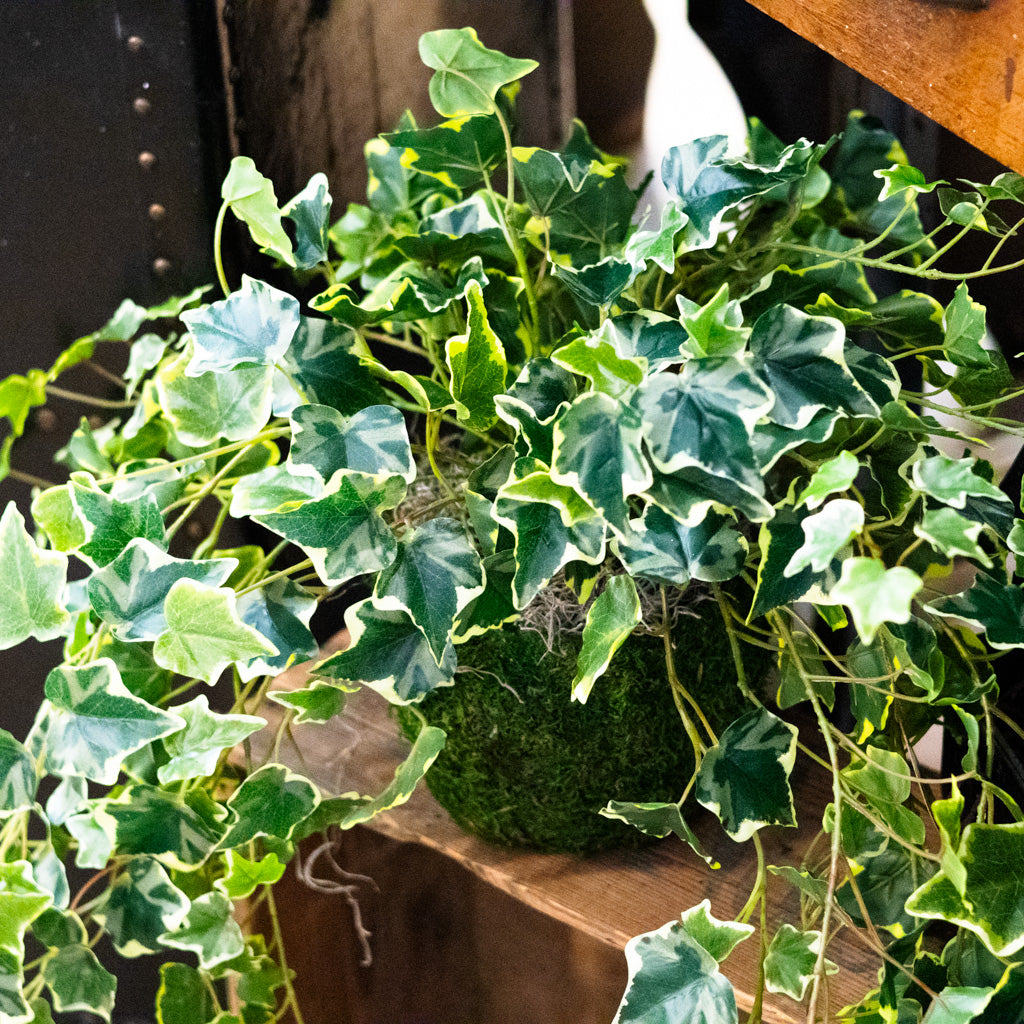 English Ivy Variegated Double Drop In