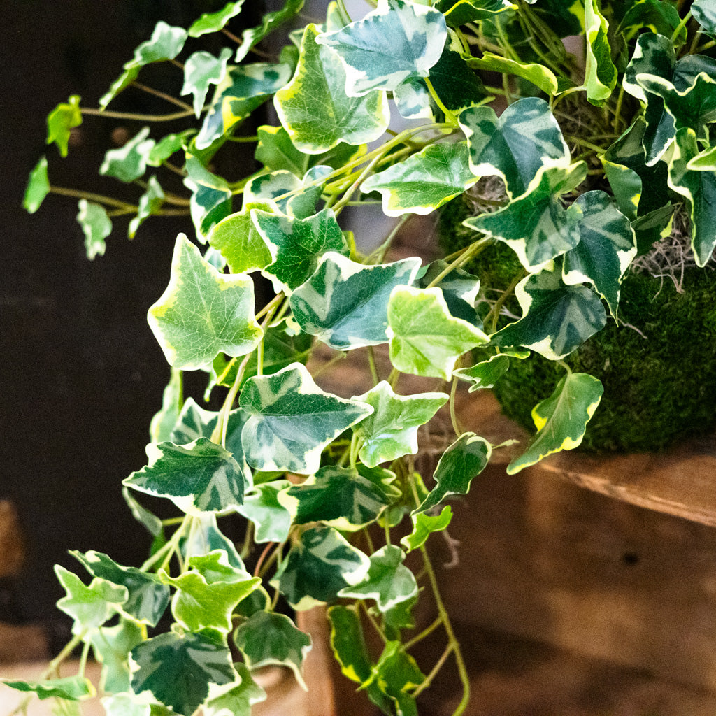 English Ivy Variegated Double Drop In