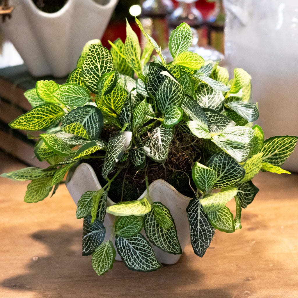 Fittonia Plant