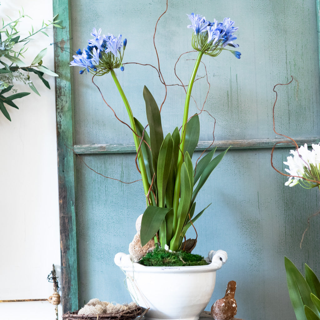Double Blue Agapanthus Drop In