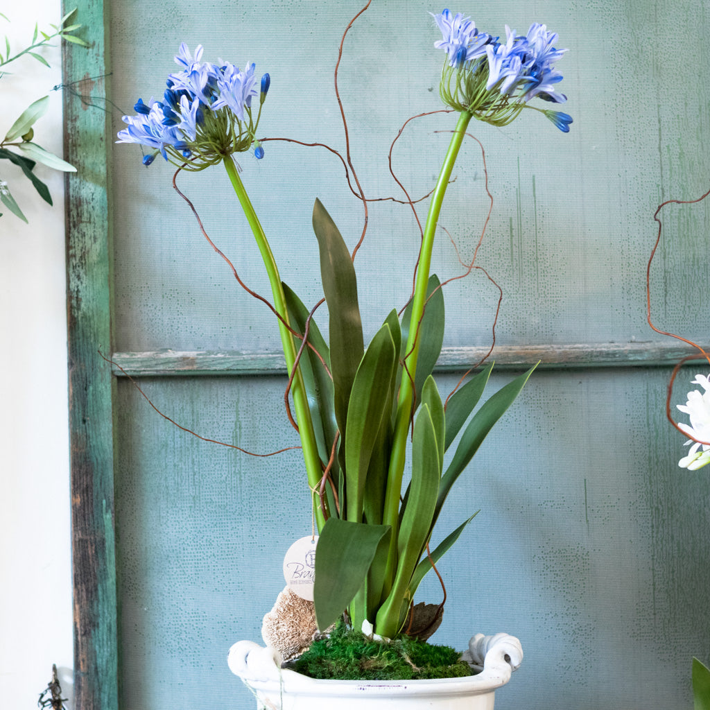 Double Blue Agapanthus Drop In