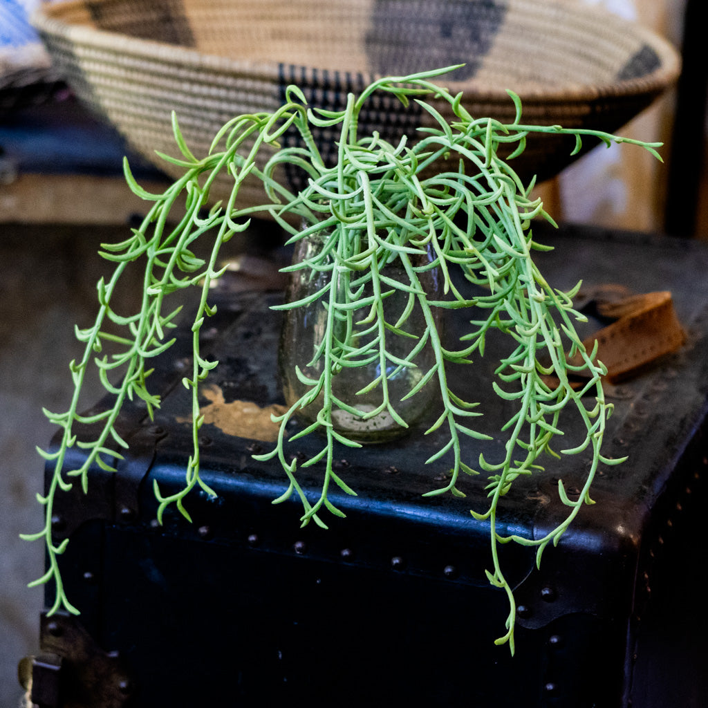 Senecio Green Hanging Bush