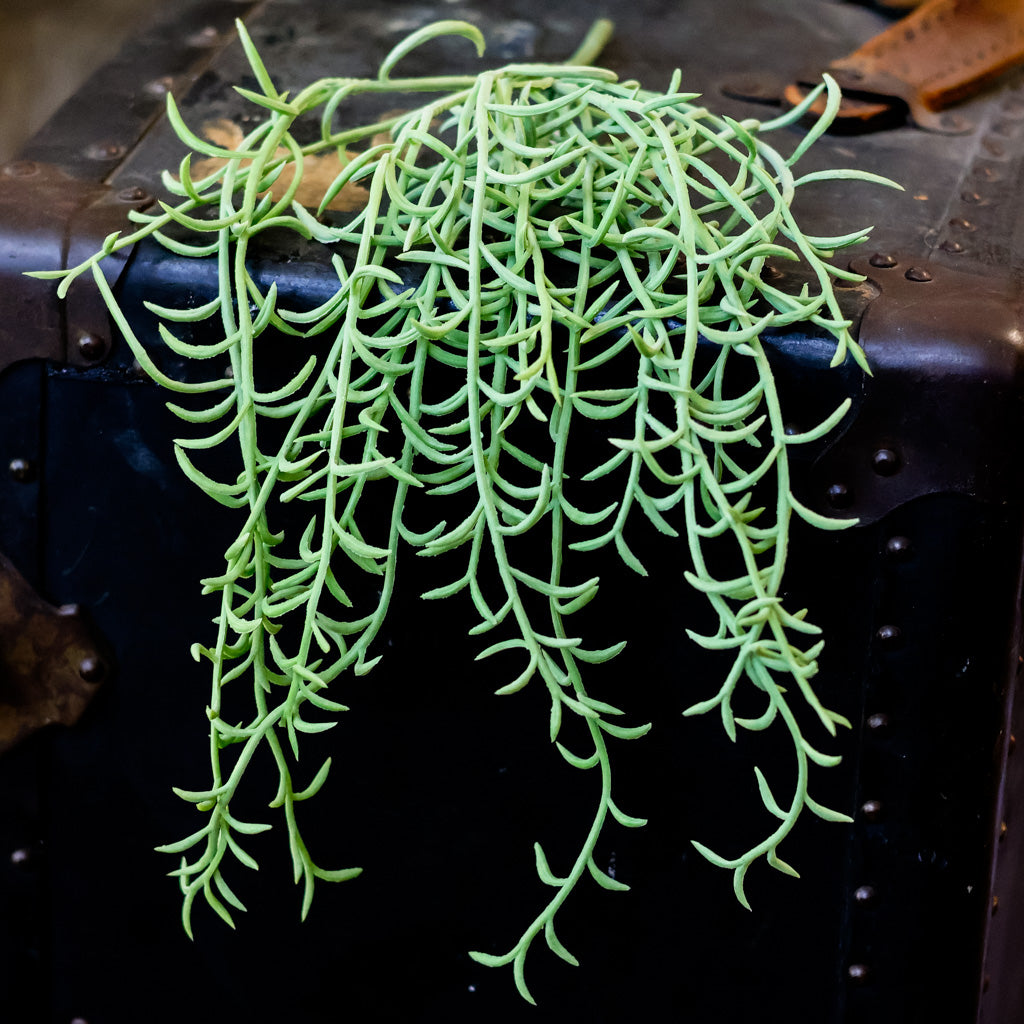 Senecio Green Hanging Bush