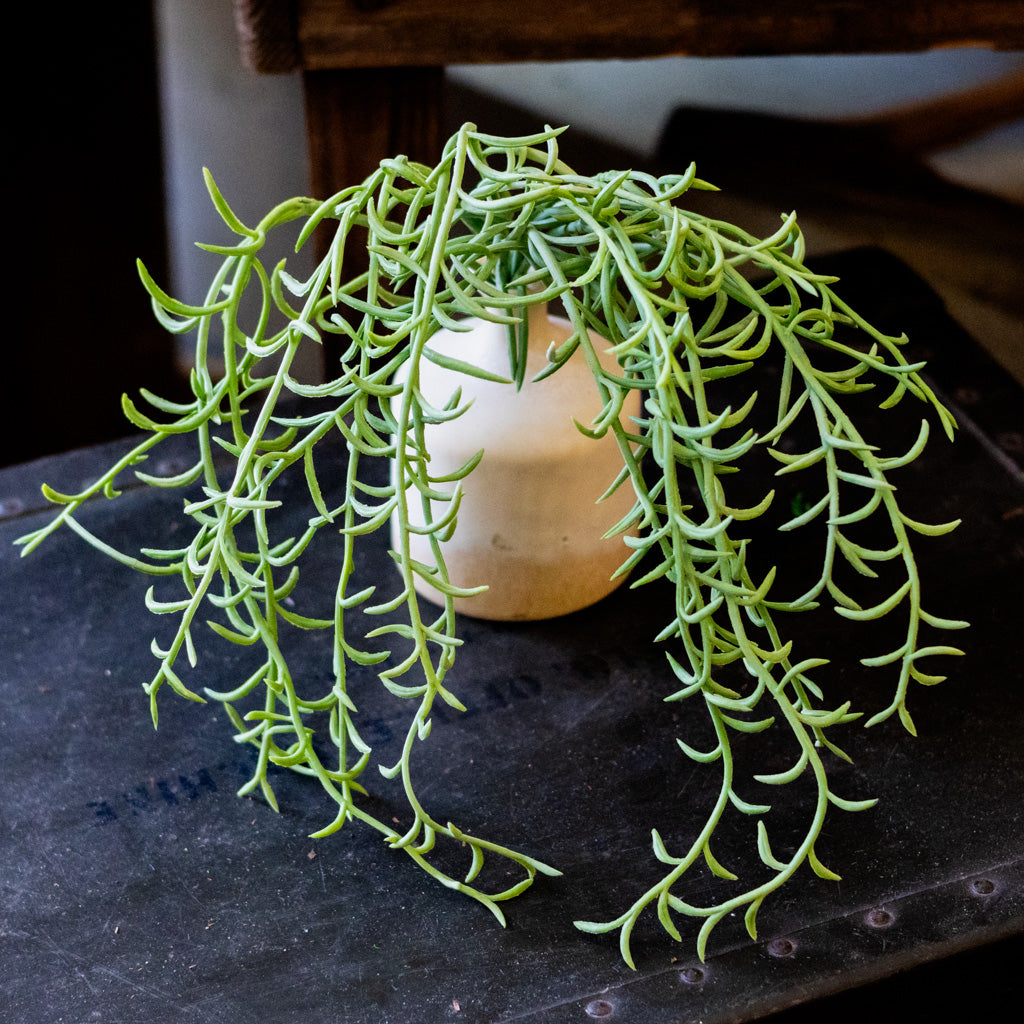 Senecio Green Hanging Bush