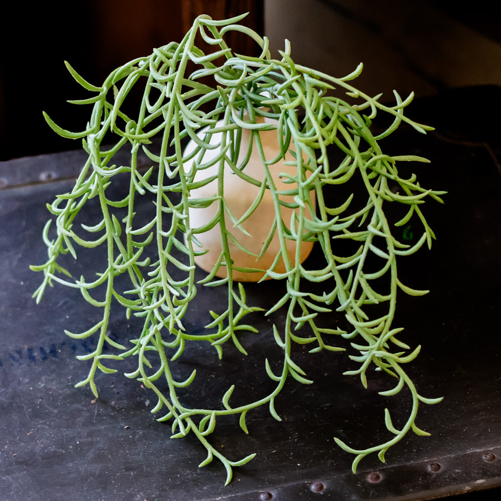 senecio hanging plant Senecio Green Hanging Bush