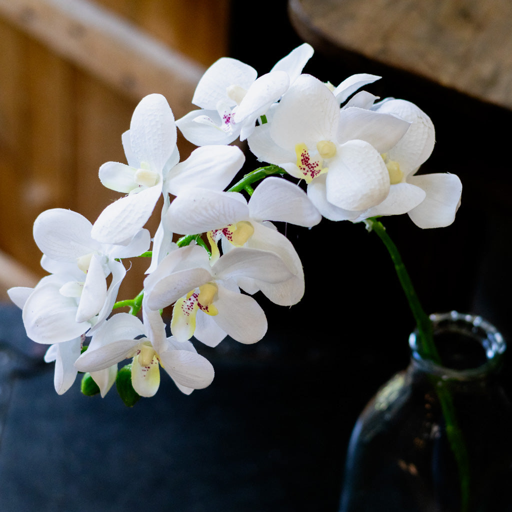 Short White Phalaenopsis Orchid Spray
