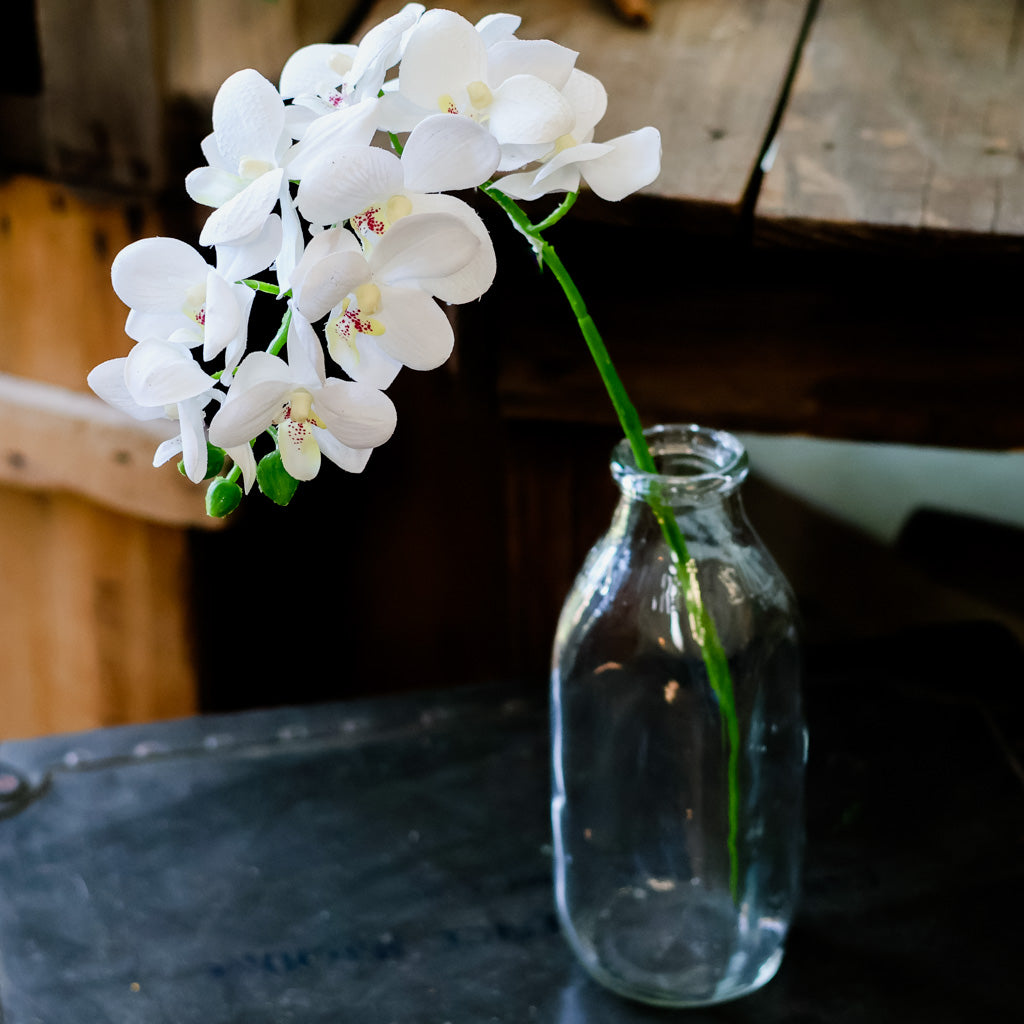 Short White Phalaenopsis Orchid Spray