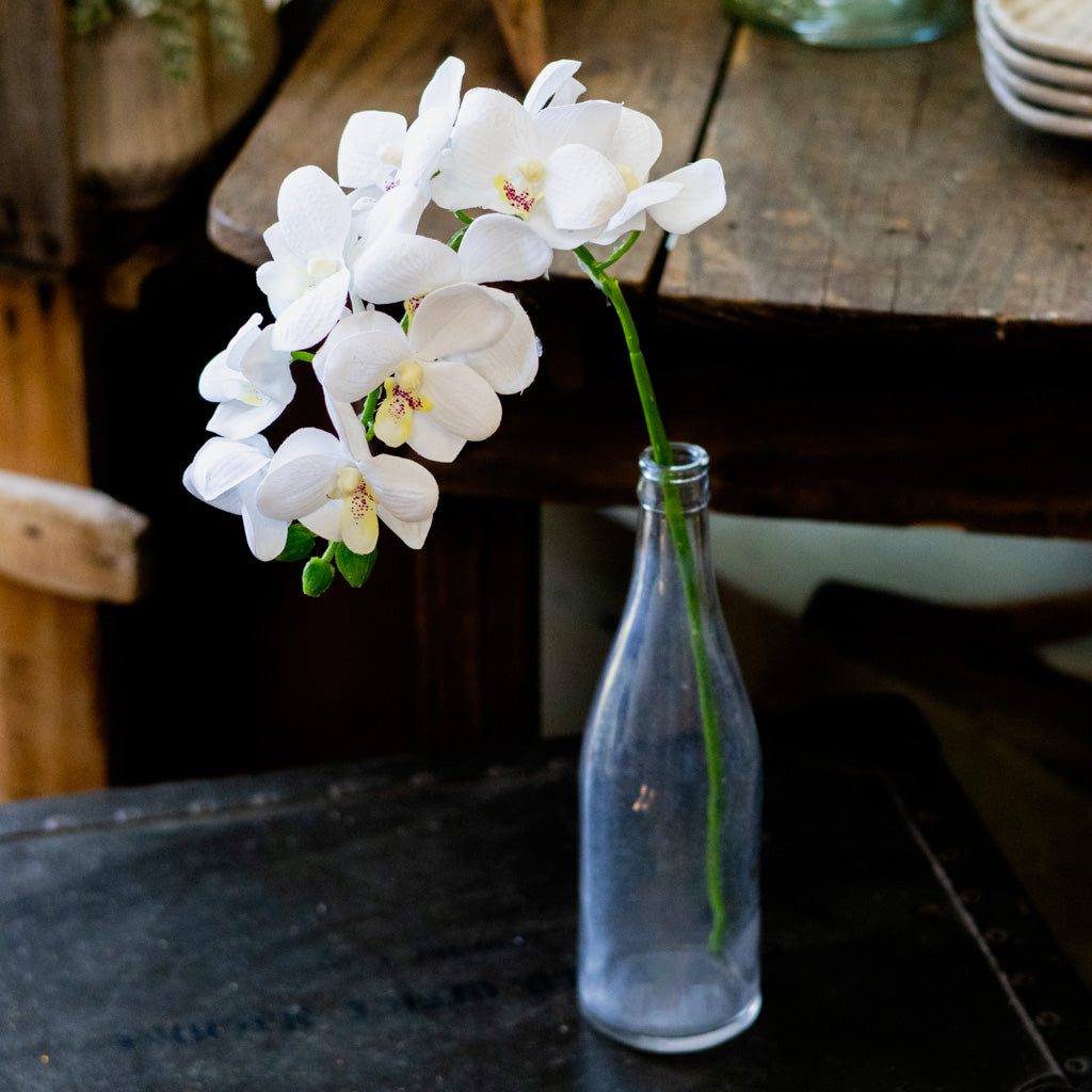 Short White Phalaenopsis Orchid Spray