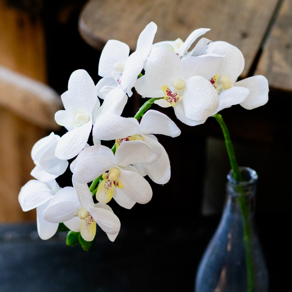 Short White Phalaenopsis Orchid Spray