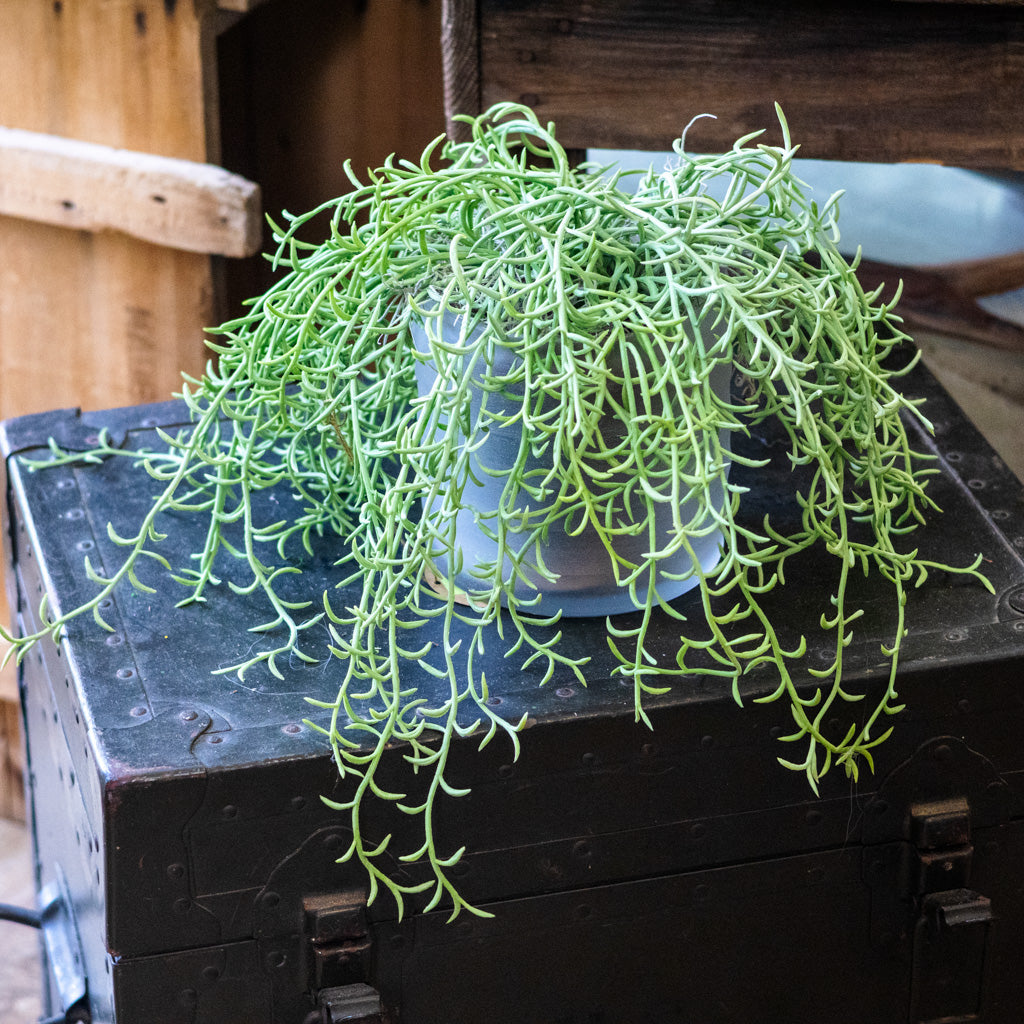 Senecio Potted Drop In Plant