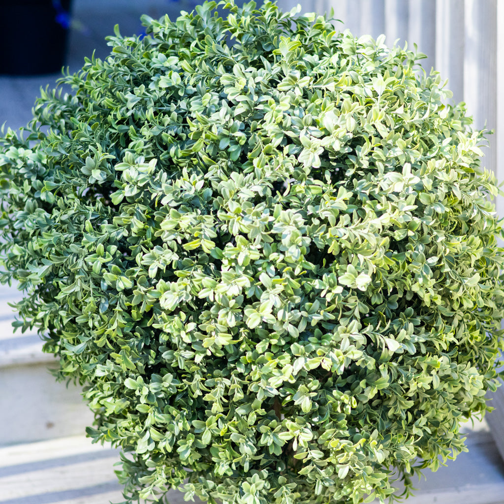 UV Bay Laurel Ball Topiary 34"H x 24"W