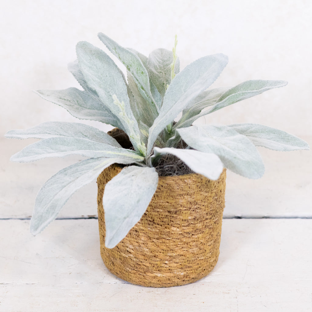 Lambs Ear in Moss Pot Drop In