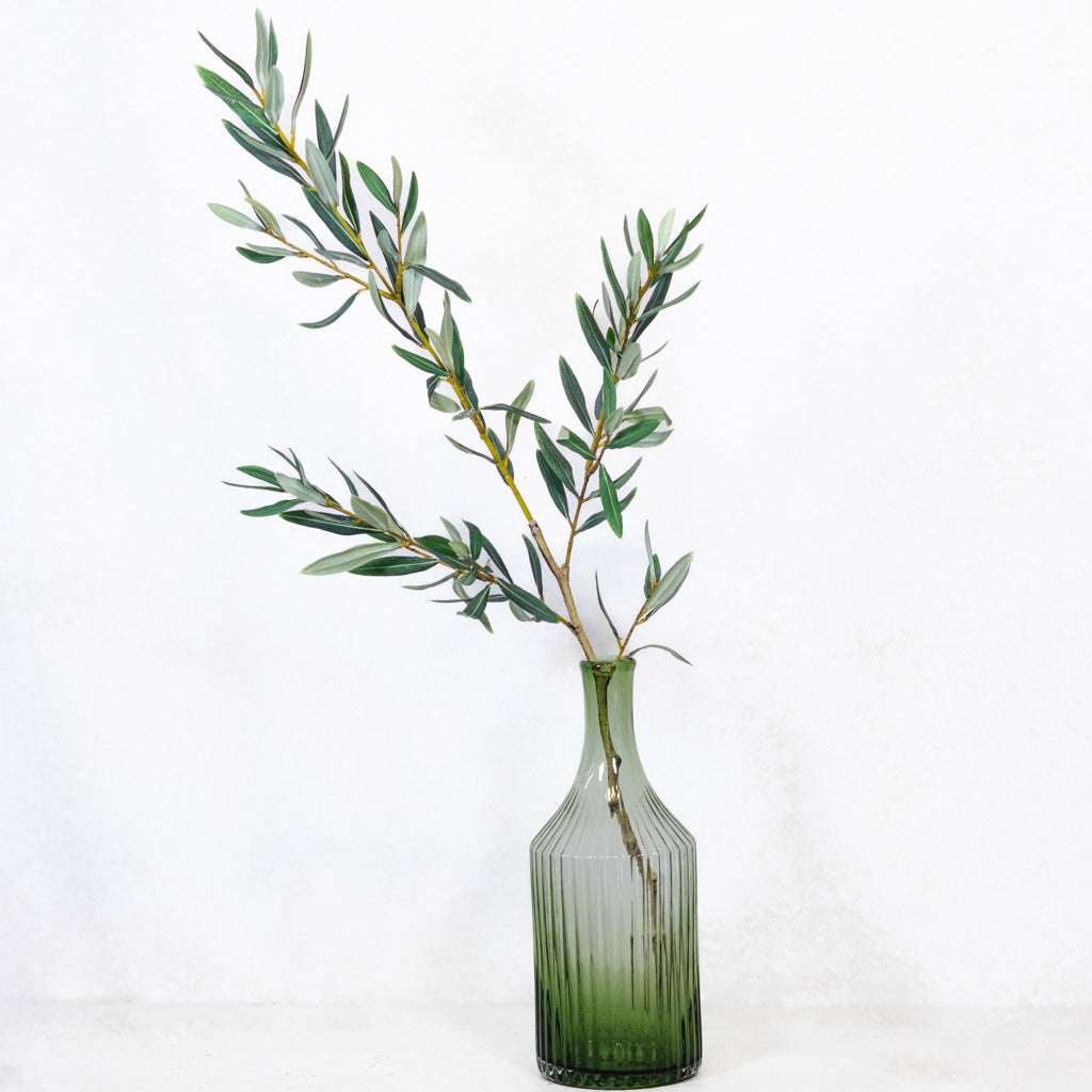 Olive Leaf Branch