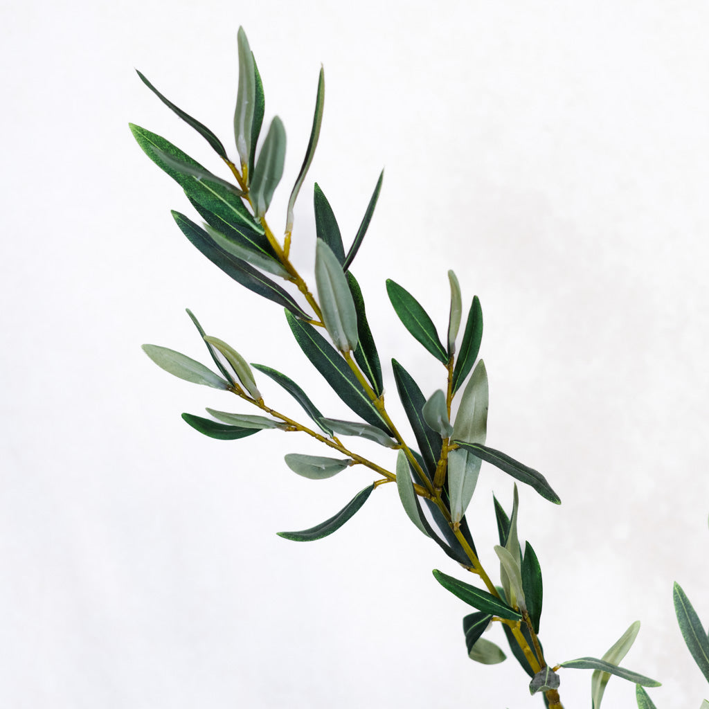 Olive Leaf Branch