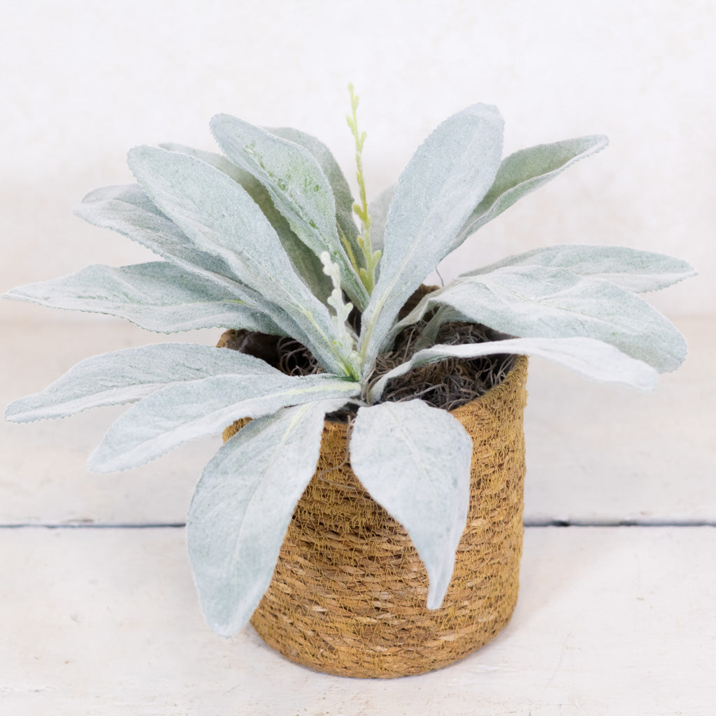 Lambs Ear in Moss Pot Drop In