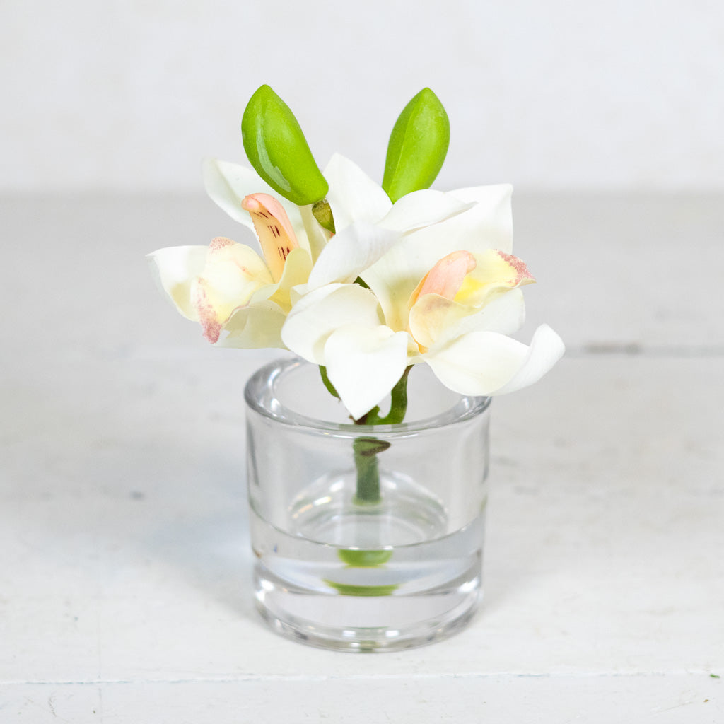 White Cymbidium in Illusion Glass Vase
