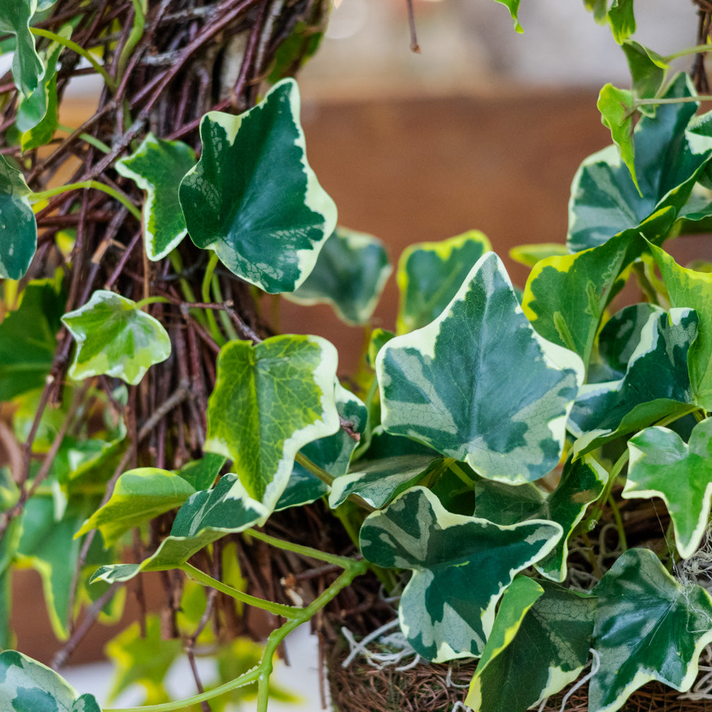 Ivy Wreath Potted Drop In