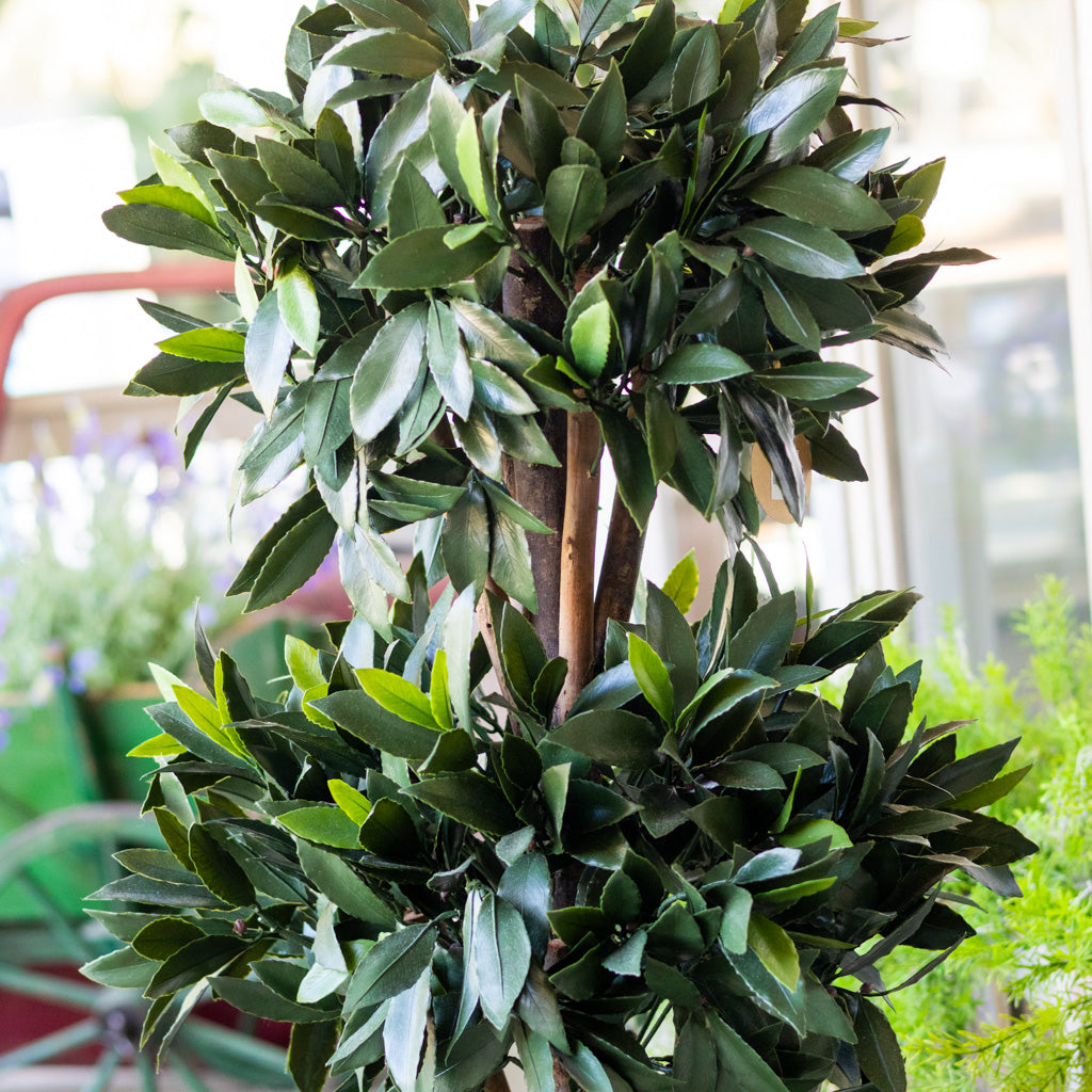 UV Bay Laurel Triple Ball Topiary 60"