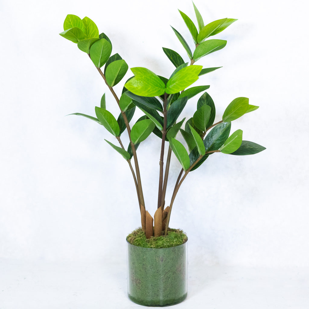 potted plants online india Zamioculcas Plant in Pot