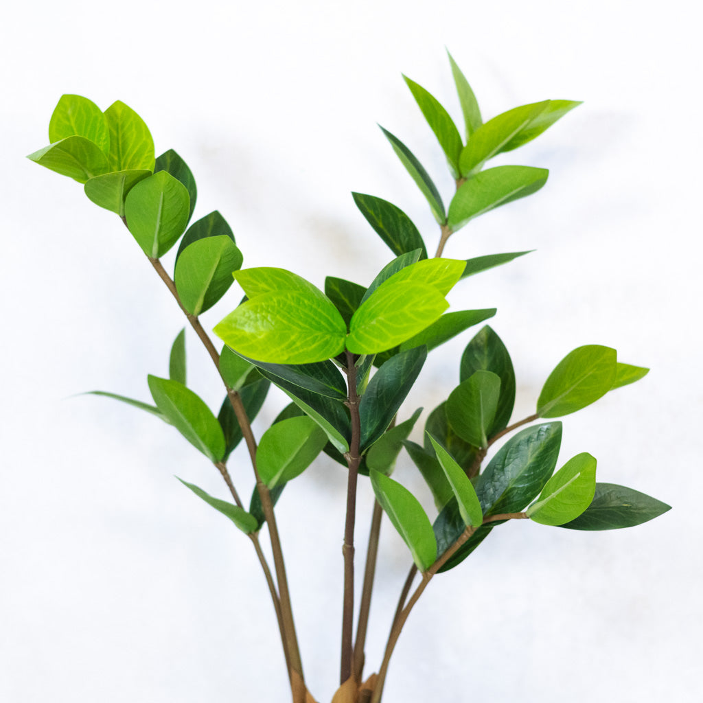 Zamioculcas Plant in Pot