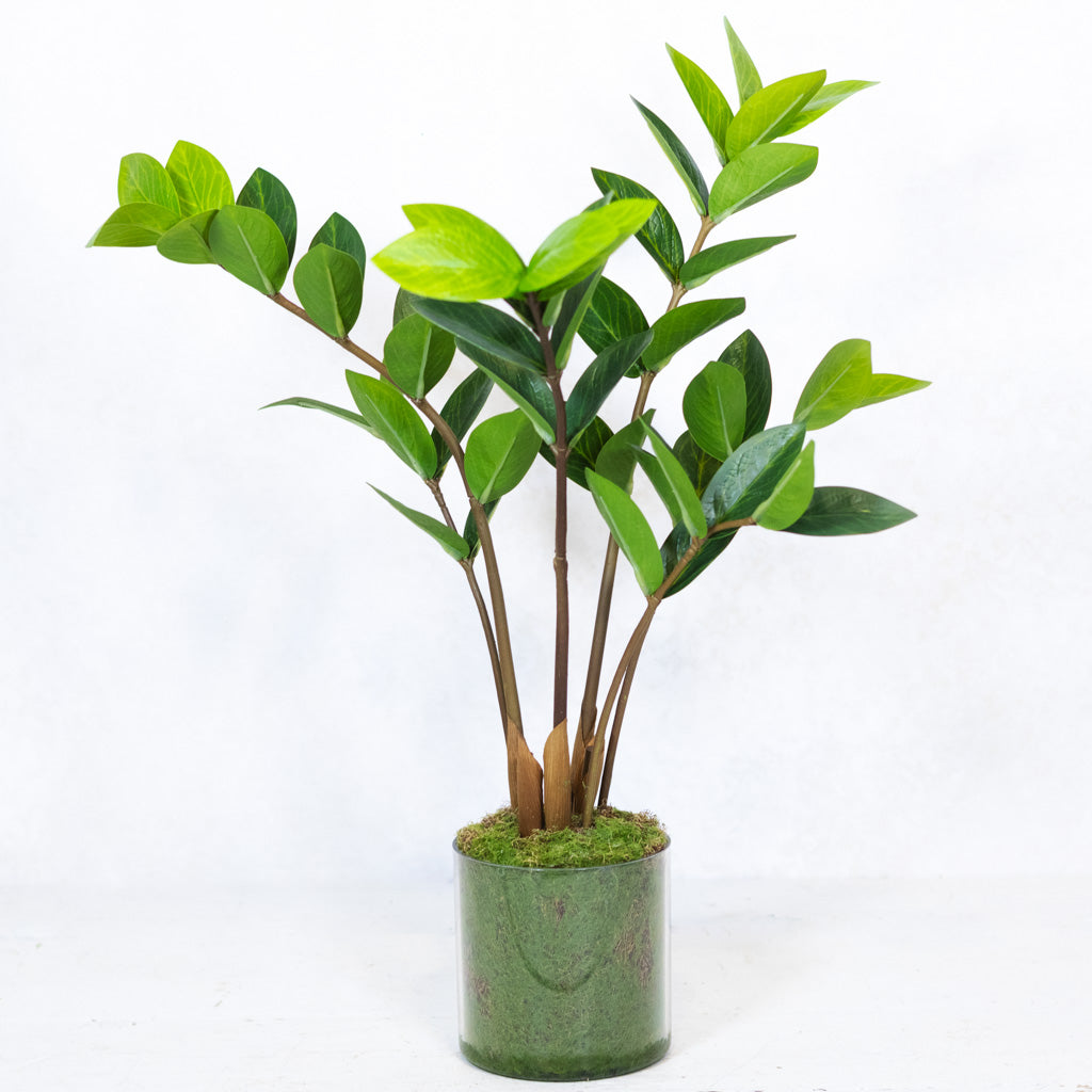 Zamioculcas Plant in Pot