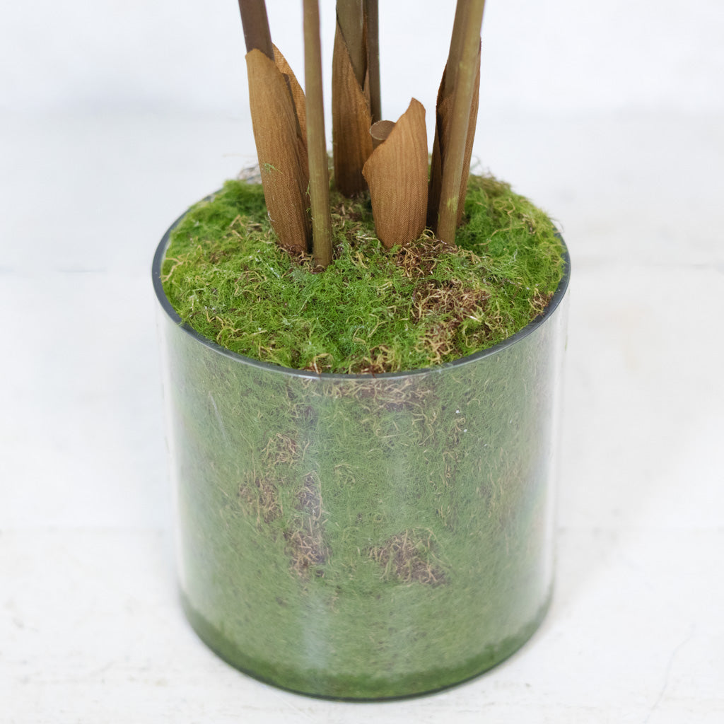 Zamioculcas Plant in Pot