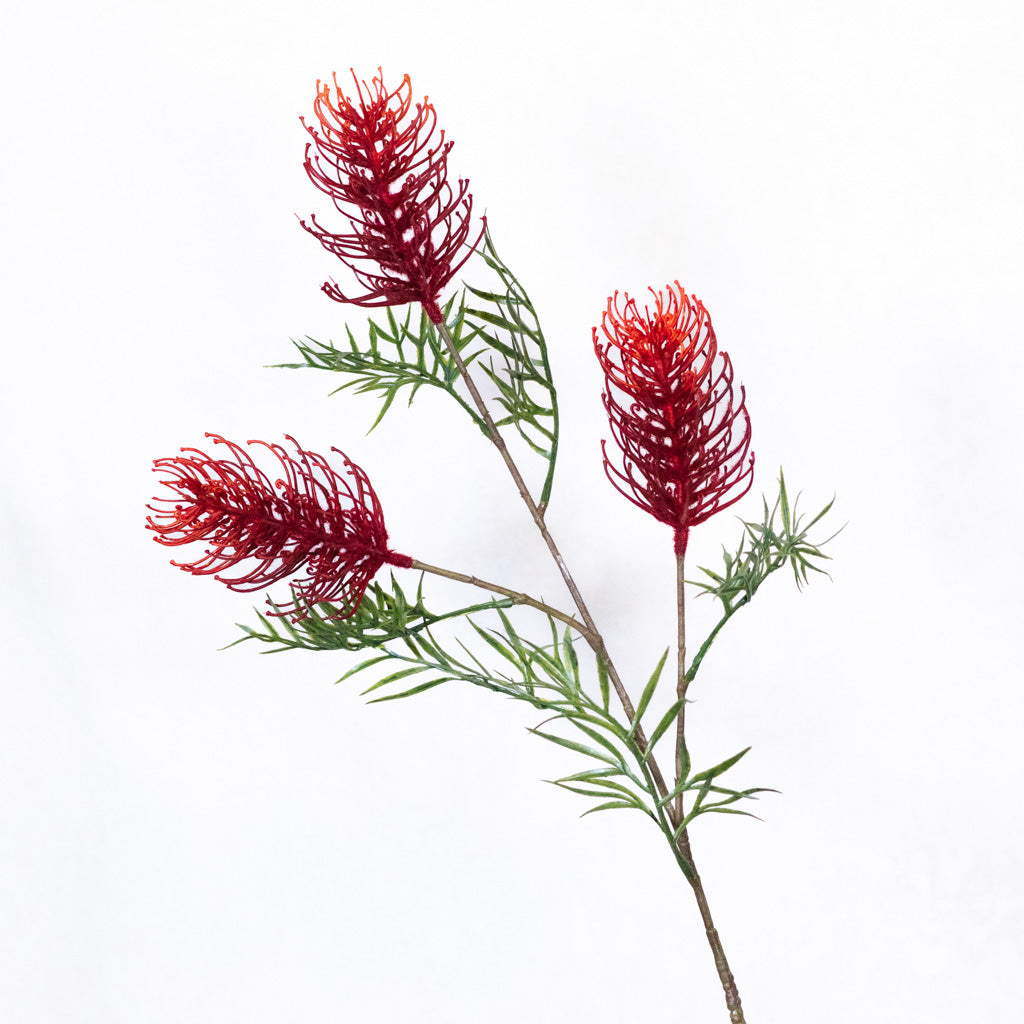 Grevillea Banksii Red Spray
