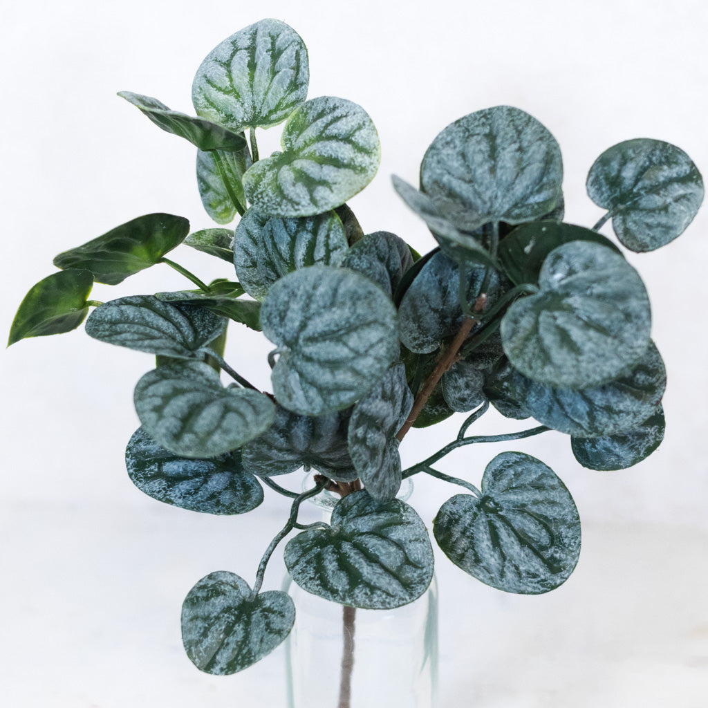 Peperomia Bush Soft Touch