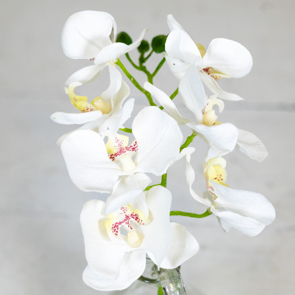 White Phalaenopsis in Glass with Handle