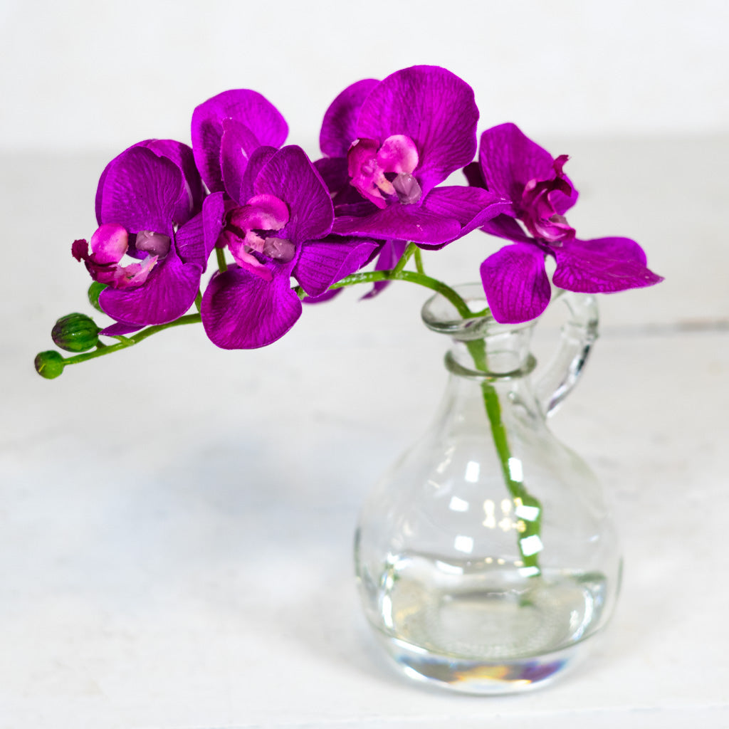 Dark Purple Phalaenopsis in Glass with Handle