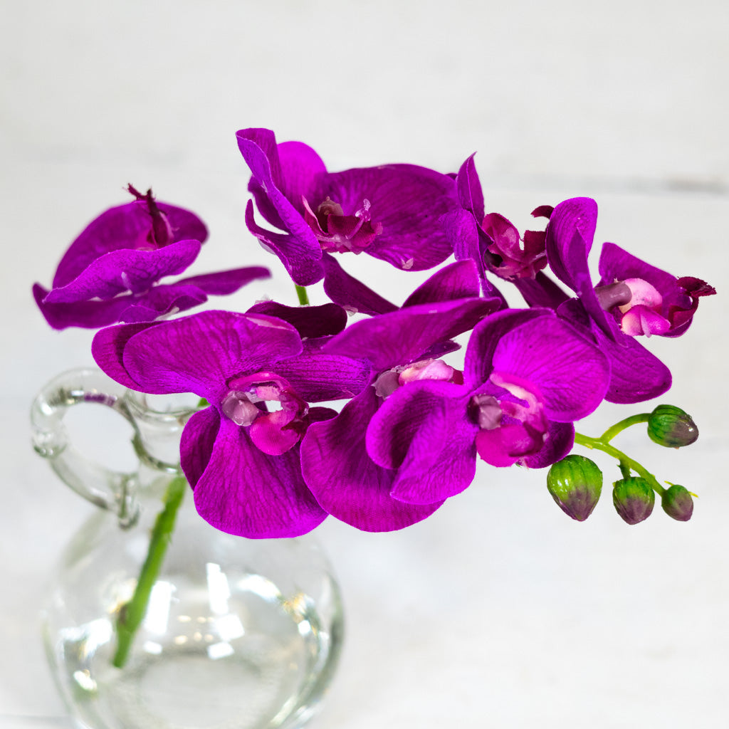 Dark Purple Phalaenopsis in Glass with Handle