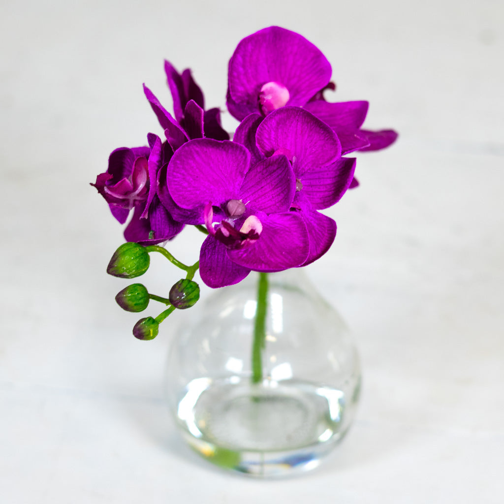 Dark Purple Phalaenopsis in Glass with Handle