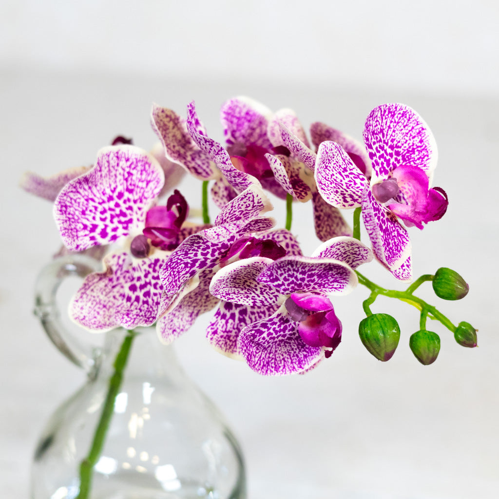 Fuchsia Phalaenopsis in Glass with Handle