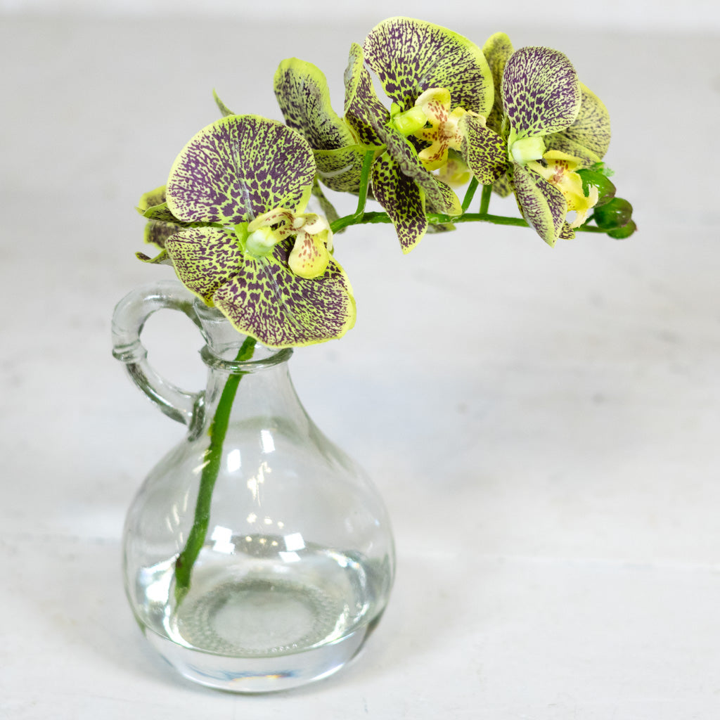 Green Phalaenopsis in Glass with Handle