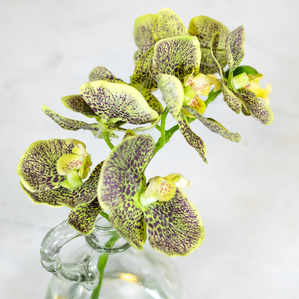 Green Phalaenopsis in Glass with Handle