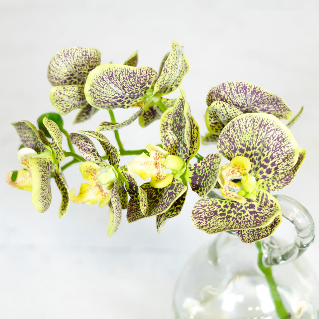 Green Phalaenopsis in Glass with Handle