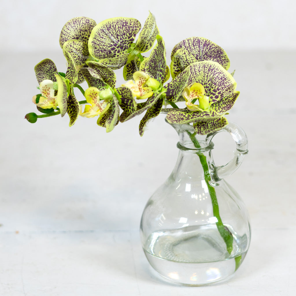 Green Phalaenopsis in Glass with Handle