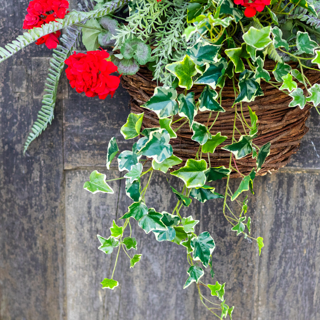 Heritage Red Geranium Drop In