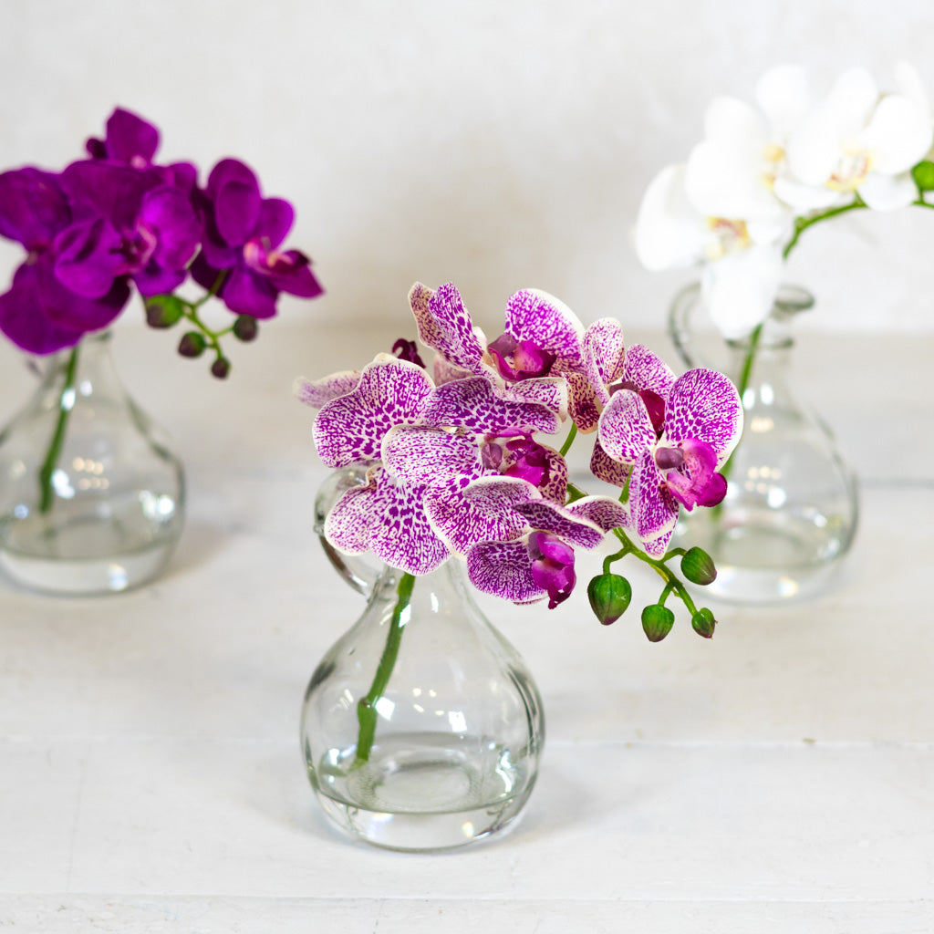 Fuchsia Phalaenopsis in Glass with Handle